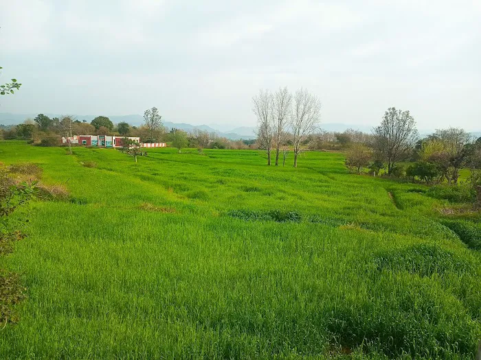 Govt Girls Primary School Bagh Jamhiri Picture 6