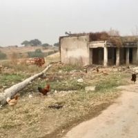 Govt. Primary School ico