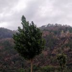 Mahulla Gullabad