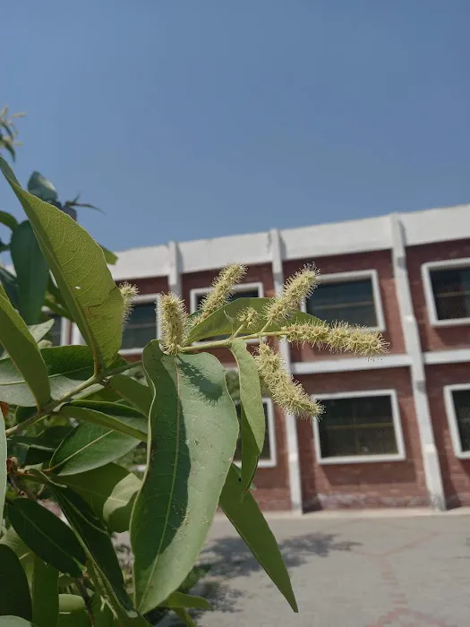 Government Associate College for Women Sohawa Picture 4