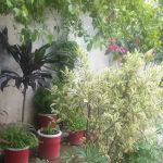 Ayub Degree College