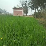 Iabambandi Primary School I