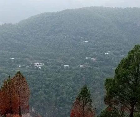 sandari Mohallaha Syedaan