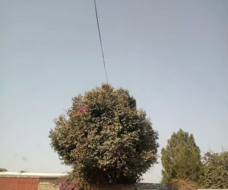 Govt Primary School Qazian