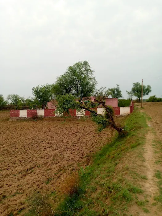 Govt. Primary School Dhoke Shera Picture 1