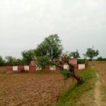Govt. Primary School Dhoke Shera