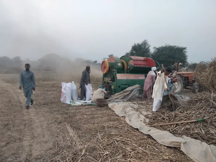 Govt. Primary School Dhoke Shera Picture 9