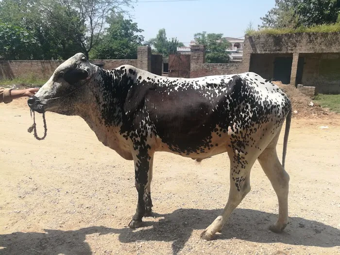 Government Boys Primary School Picture 1