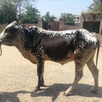 Government Boys Primary School ico