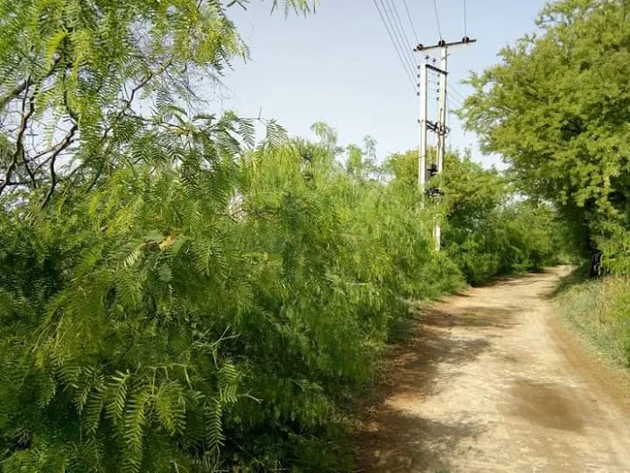 T C F Primary School Dhari Anwal Picture 6