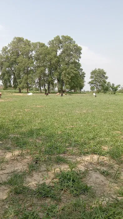 T C F Primary School Dhari Anwal Picture 3