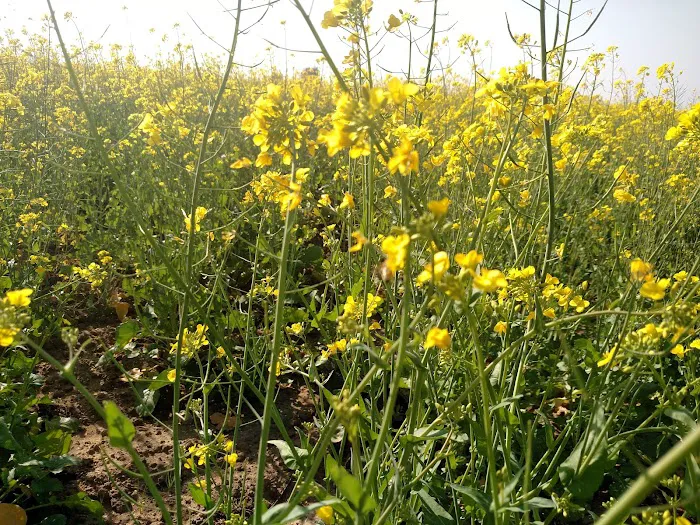 GPS Ballo Kassar Picture 1