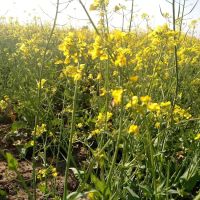 GPS Ballo Kassar ico