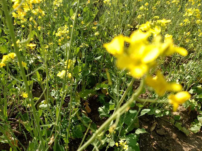 GPS Ballo Kassar Picture 2