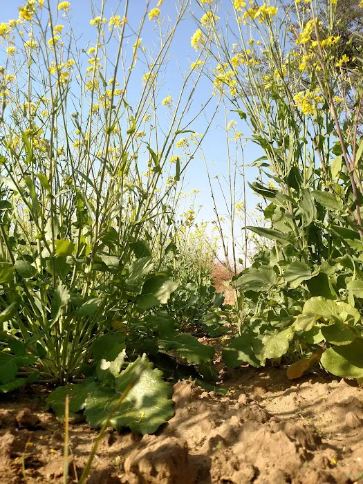 GPS Ballo Kassar Picture 3