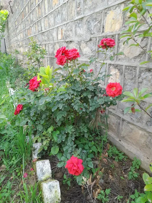 Government College Of Management Sciences(Commerce College Mandian, Abbottabad) Picture 5