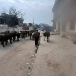 Ghosia Girls College Chak Basawa غوثیہ گرلز کالج چک بساوا