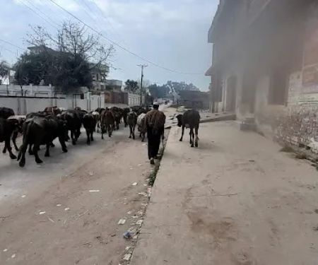 Ghosia Girls College Chak Basawa غوثیہ گرلز کالج چک بساوا