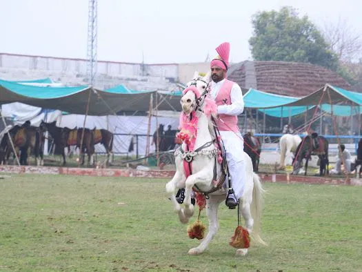 Chillianwala, Mandi Bahauddin Picture 6