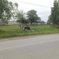 Al Rehman Science College Neela Road Chakwal ico