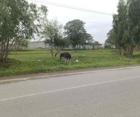Al Rehman Science College Neela Road Chakwal