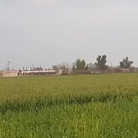 Govt. Shuja Khanzada Shaheed Associate College Hazro, Attock ico
