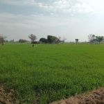 Government Boys Primary School Chak Mamoori