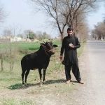 Wadhan Shareef