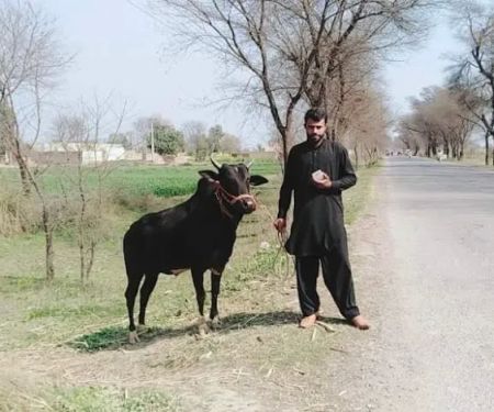 Wadhan Shareef