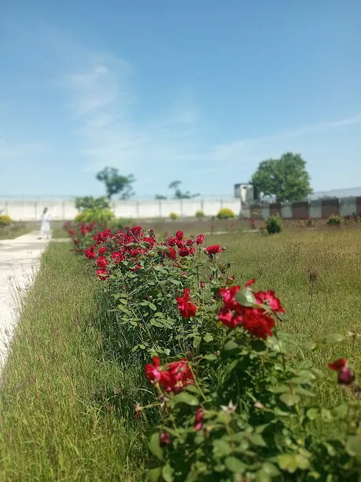 Government Degree College Pabbi Picture 9