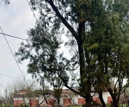 Government primary school girls مشن خیل