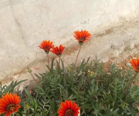 Khushal Khan Khattak Public School