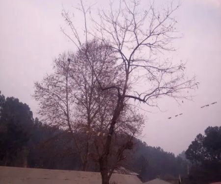 Govt Model Primary School Qalandarabad