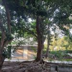 Fatima Jinnah Women University - City Campus