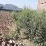 SBBWU Swabi Campus