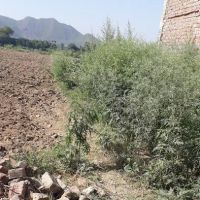 SBBWU Swabi Campus ico