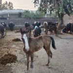 Zia dairy form