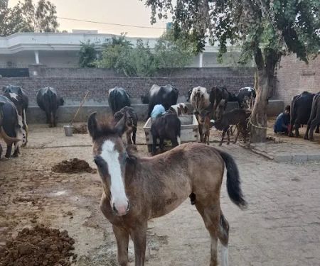 Zia dairy form