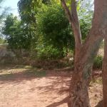 Government Primary School Tangi Banda Jerma kohat