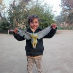 Govt Boys Elementary School Murghanwala