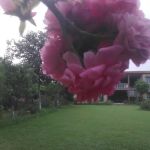 Govt Higher Secondary School (GHSS) Musazai