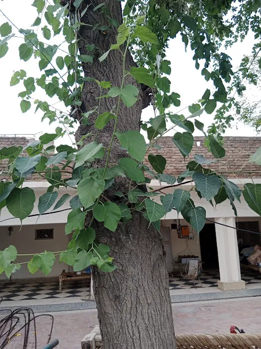 Preston University, OTS Road Kohat Picture 3
