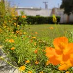 AIMS College Hangu