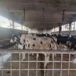 Livestock Research and Breeding farm