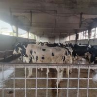 Livestock Research and Breeding farm ico