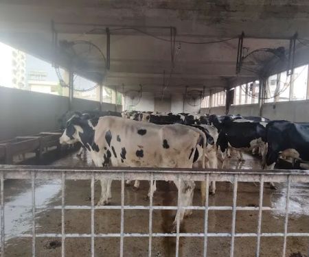 Livestock Research and Breeding farm