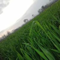 Shahid hussain & Brothers house ico