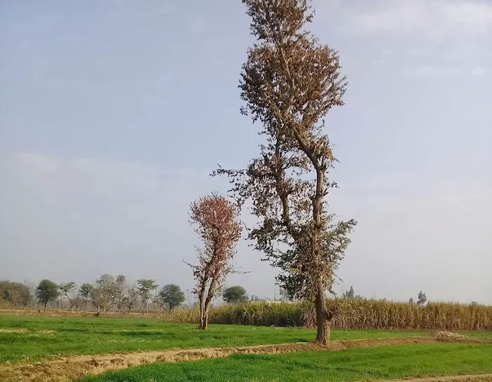 Tangiziakhanhome Picture 1