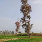 Tangiziakhanhome