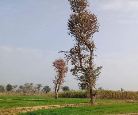 Tangiziakhanhome